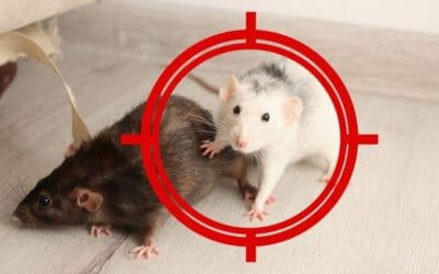 How to Prevent Rodents Entering Your Home
