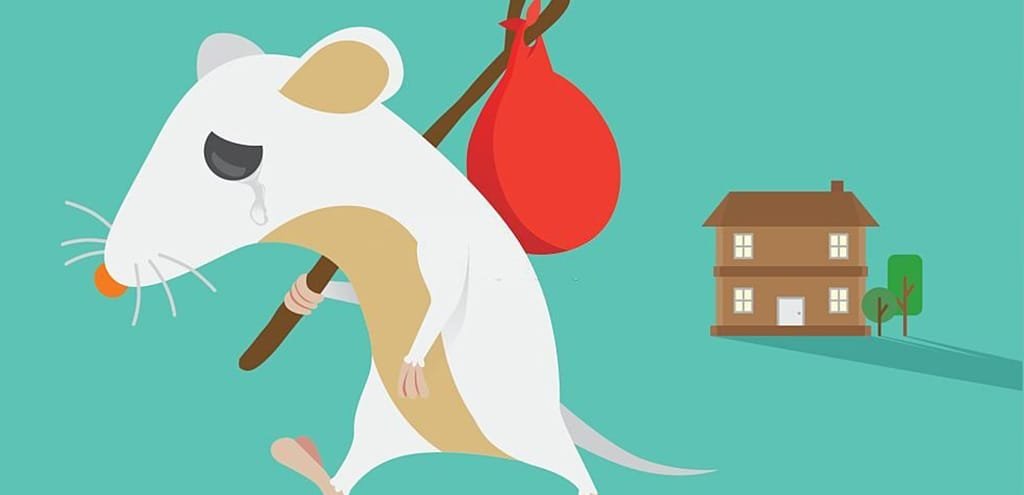 Types of Rodents That Invade Homes and Businesses