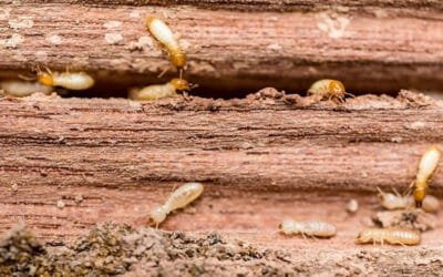 Signs of Termite Activity or Damage