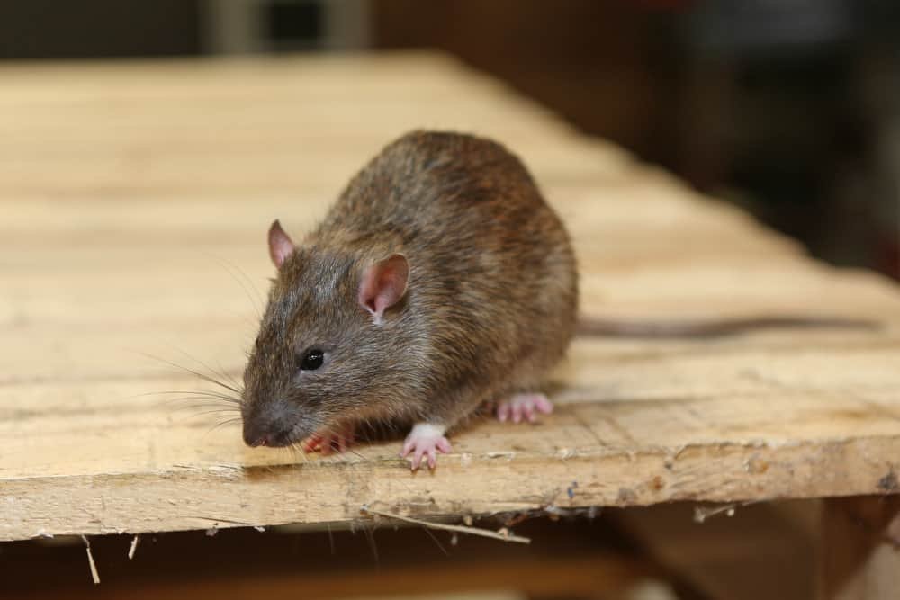 Rodents-Control-Atascocita-TX