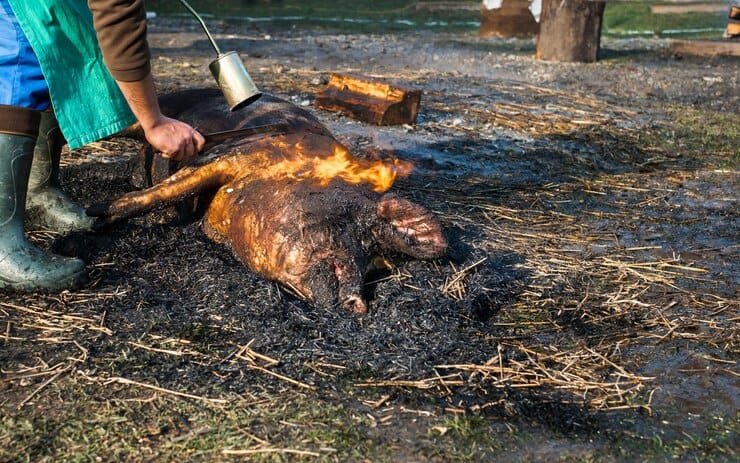 butchers-slaughtering-pig-folowing-romanian-tradition-before-christmas_1048944-7076981