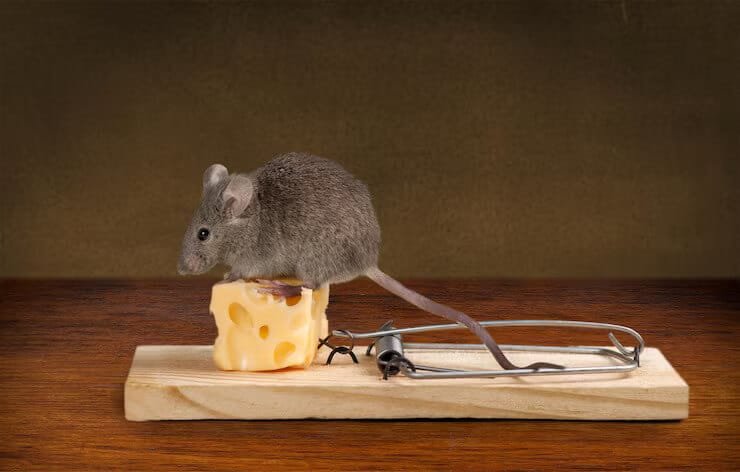 grey-mouse-mouse-trap-with-cheese_488220-99550 (1)