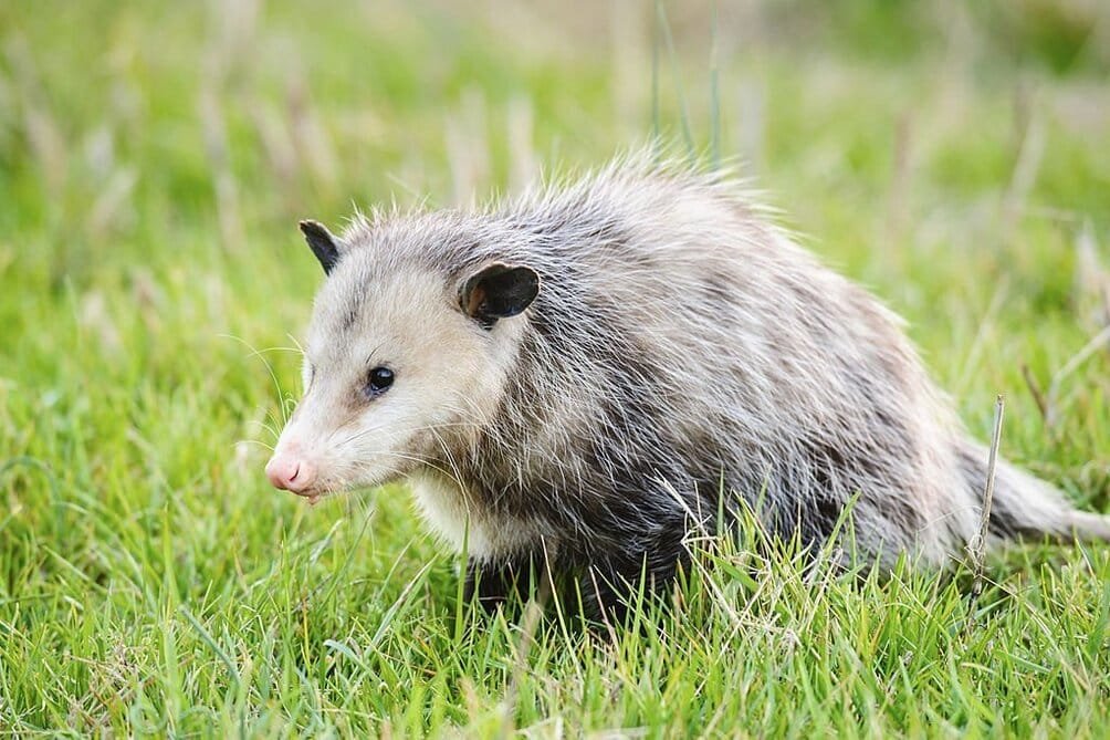 A possum in green grass