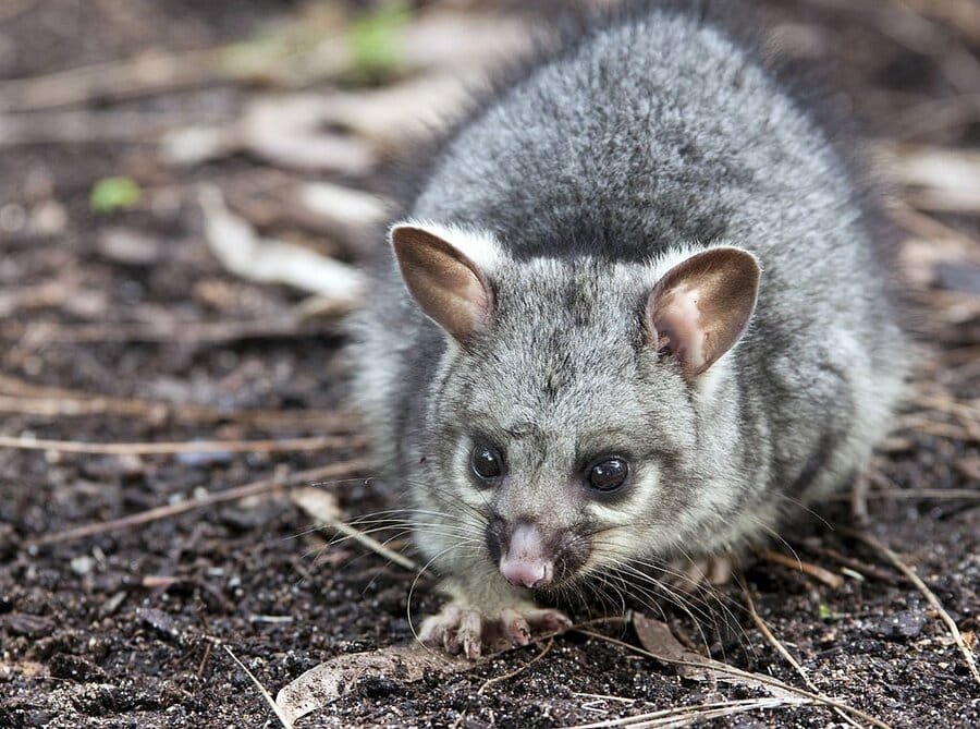 Baby Brushtail Possum