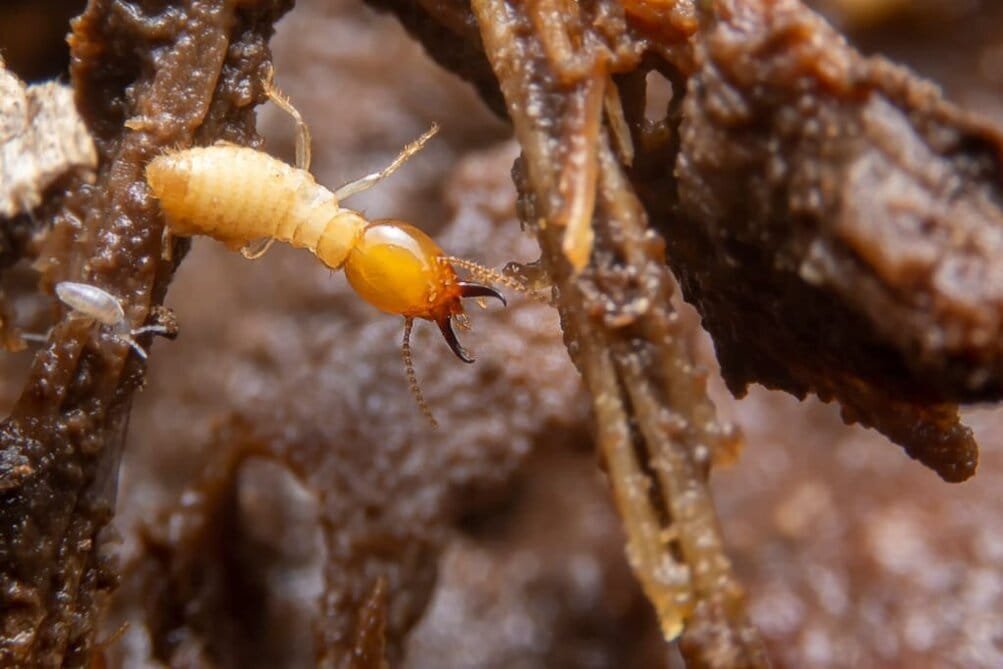 oie_12161020dwoD8pYV