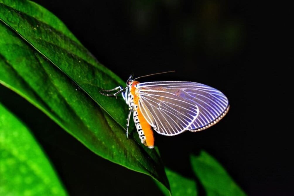 Moths meet rainforests in southern Thailand.